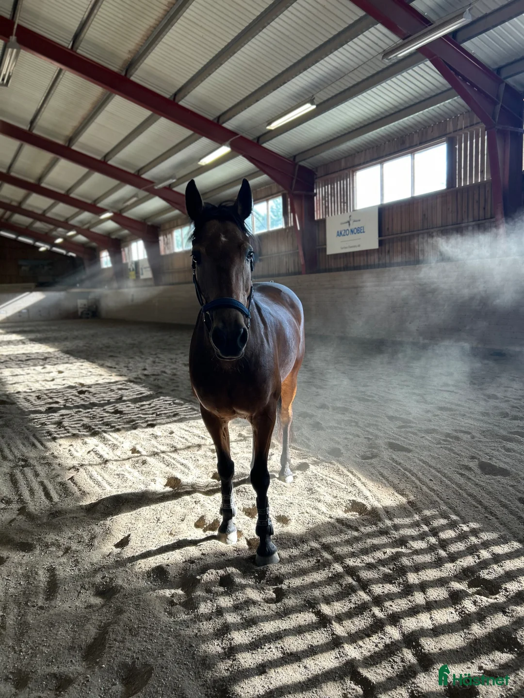 Hoppning hästar till salu: 🇮🇪 Hopponny med tryck 🇮🇪 - Annons 1