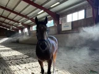 hästar 🇮🇪 Hopponny med tryck 🇮🇪 - Annons 1