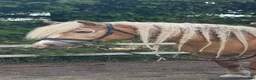 Övrigt hästar till salu: Haflinger - Annons 4