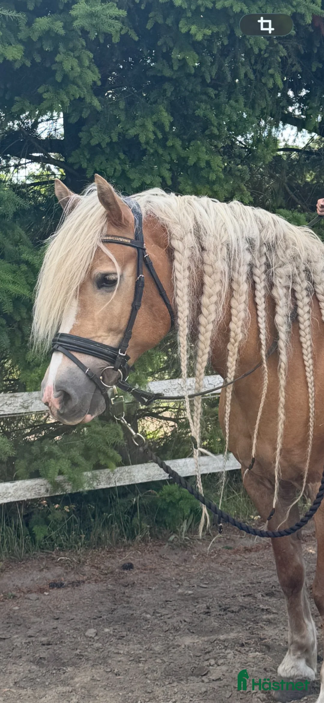 Övrigt hästar till salu: Haflinger - Annons 4