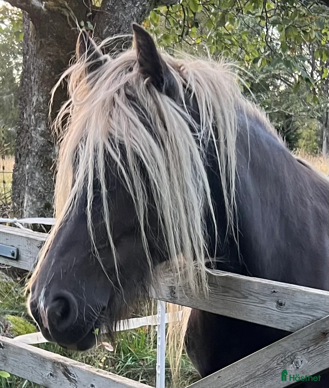 Avelshästar hästar till salu: Silversvart sto! i Sävsjö - Annons 9
