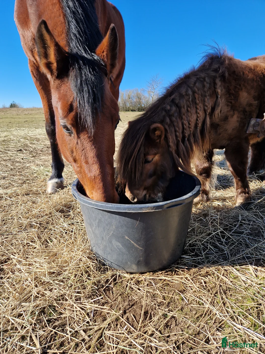  foderhäst finnes: Fodervärd sökes till fantastisk SWB-valack i Långås - Annons 7