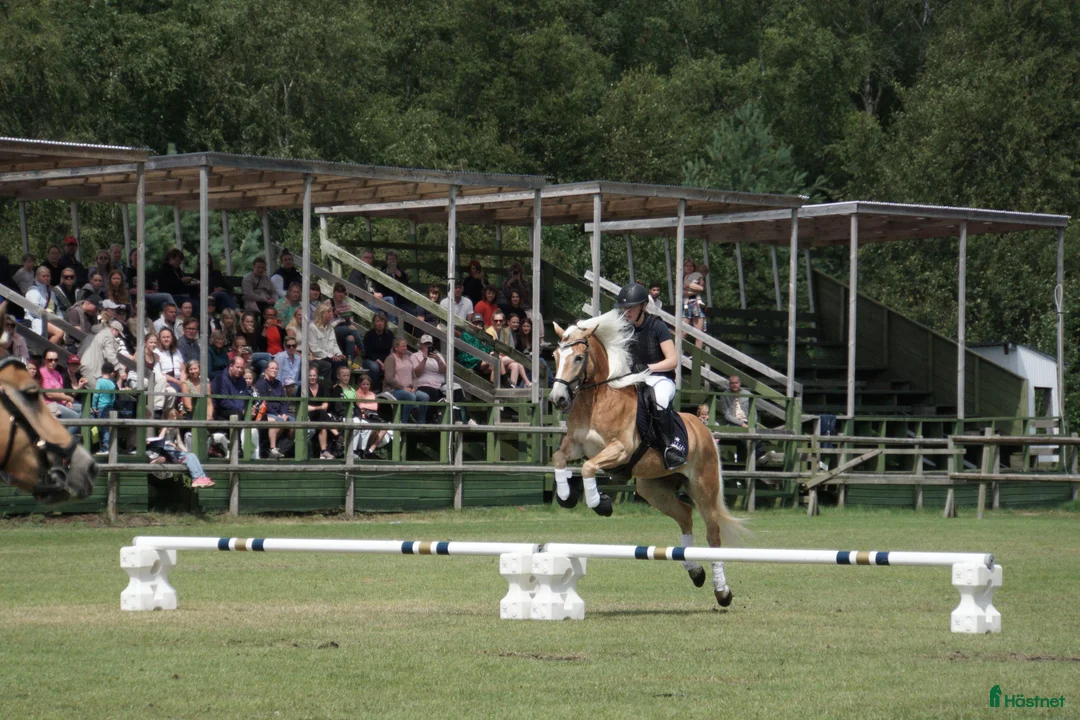 Allround hästar till salu: Superfin allroundponny, extra talang inom dressyr. - Annons 1