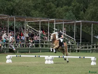 hästar Superfin allroundponny, extra talang inom dressyr. - Annons 18