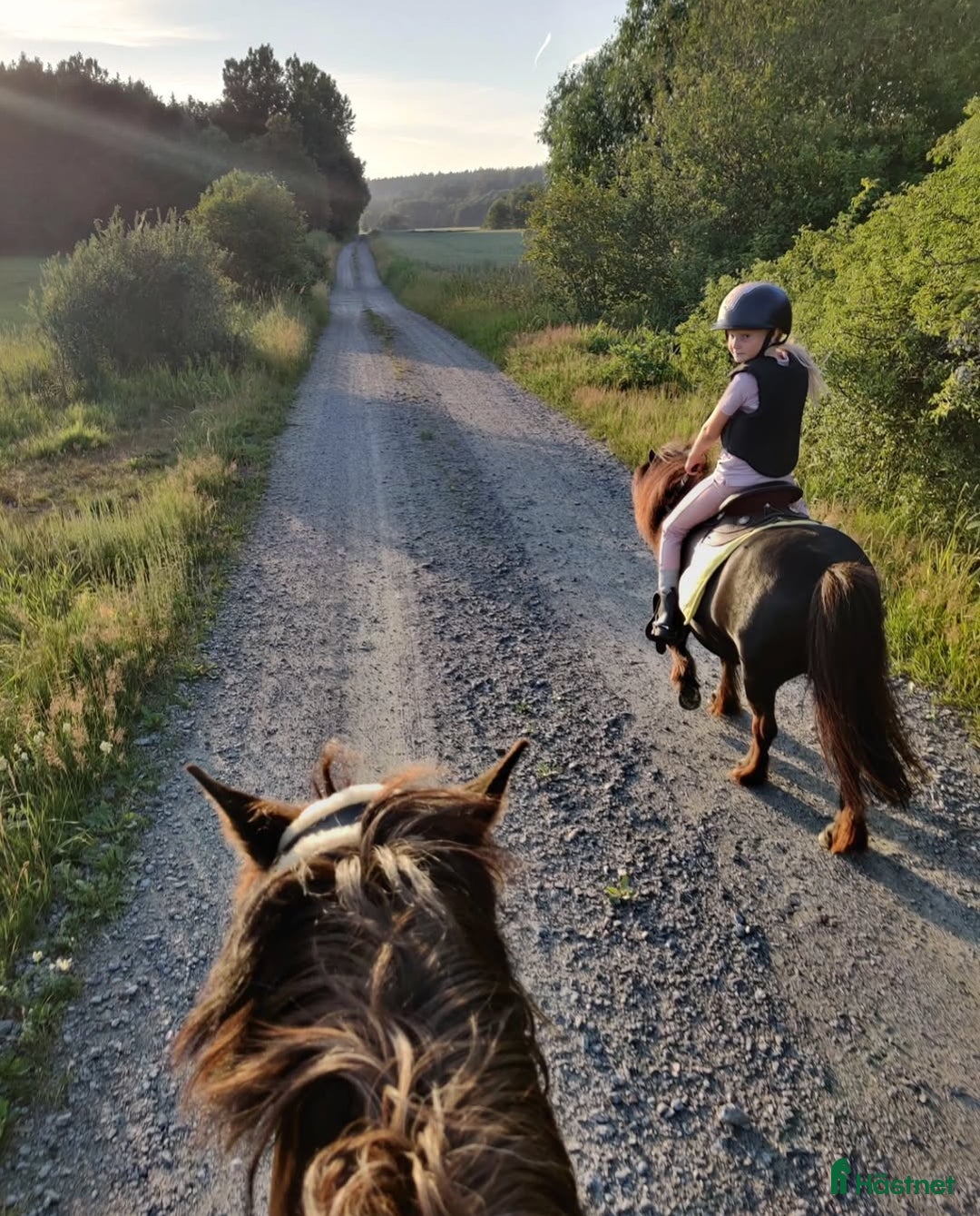Allround hästar till salu: Värdens bästa ponny letar efter ny ryttare  i Veddige - Annons 11