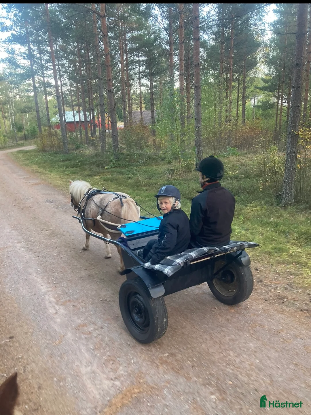 Övrigt hästar till salu: Mysigaste ponnyn - Annons 2