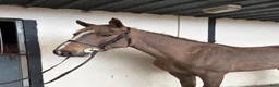 Hoppning hästar till salu: Attyrory Horses - Annons 9