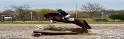 Allround hästar till salu: Eyecatcher Connemaraponny! - Annons 11
