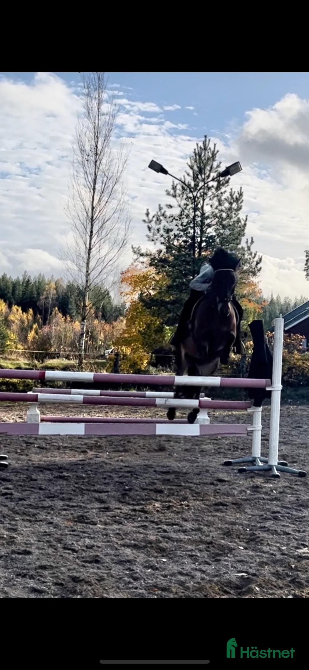 Hoppning hästar till salu: Projektponny med potential  i Valla - Annons 2