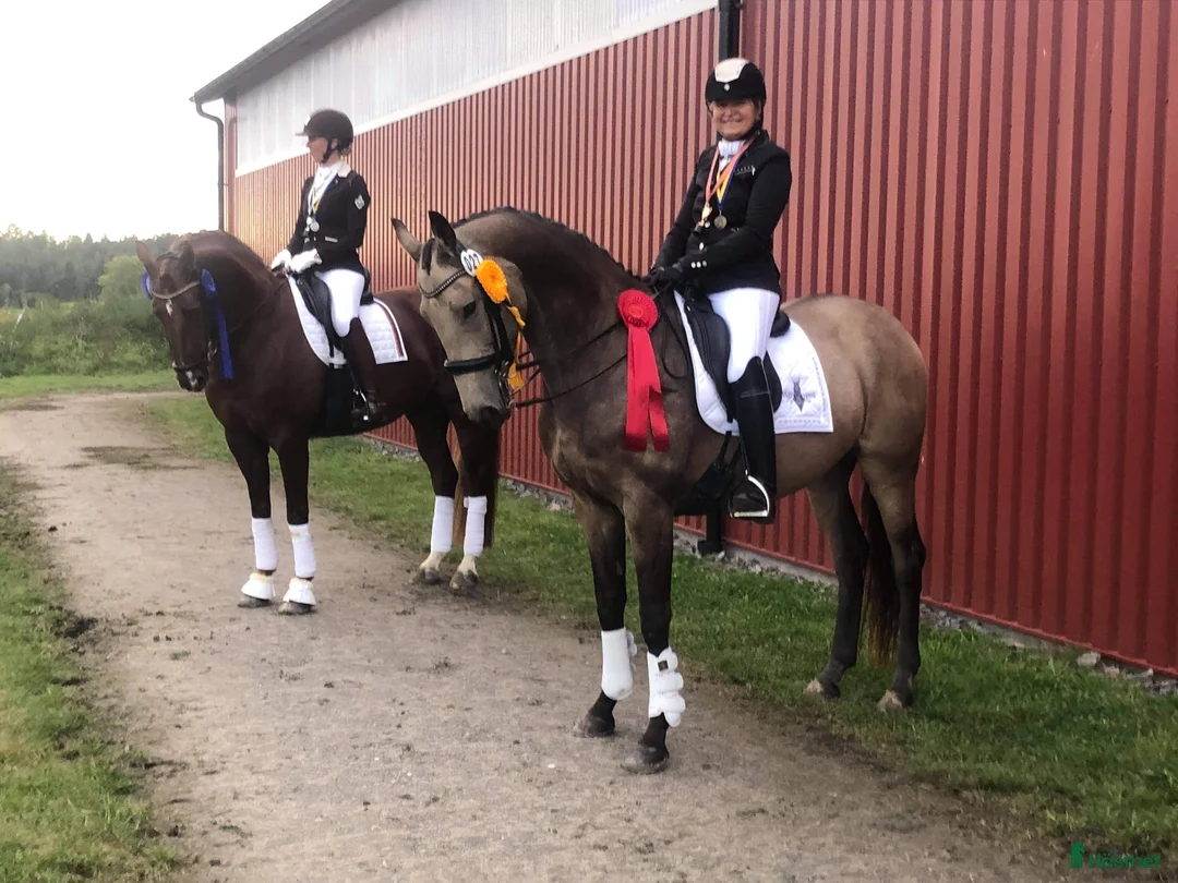 Avelshästar hästar till salu: Raviona - MSV A sto med högt avelsvärde - Annons 2