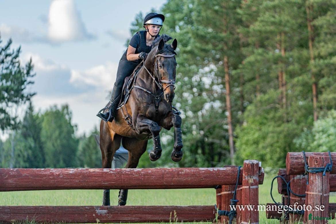  hästar Underbar häst med största hjärtat!🌸 - Annons 15