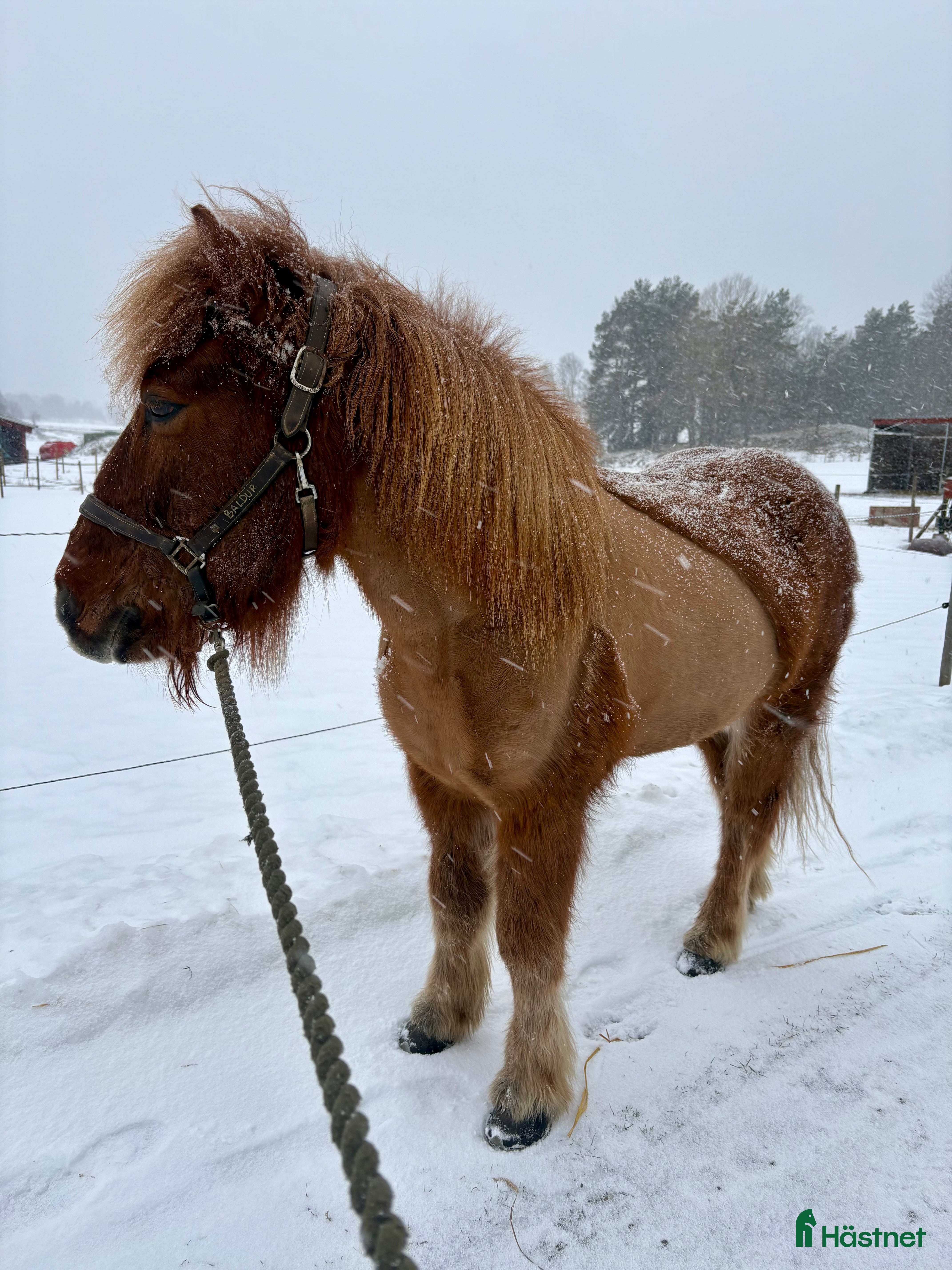  medryttarhäst sökes: Islandshäst söker medryttare i Västerhaninge - Annons 3