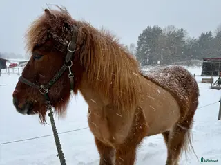 medryttarhäst sökes: Islandshäst söker medryttare i Västerhaninge - Annons 3