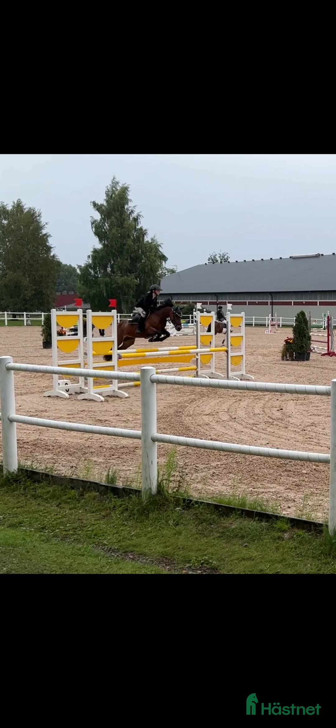 Allround hästar till salu: Rolig C-ponny  i Tibro - Annons 3