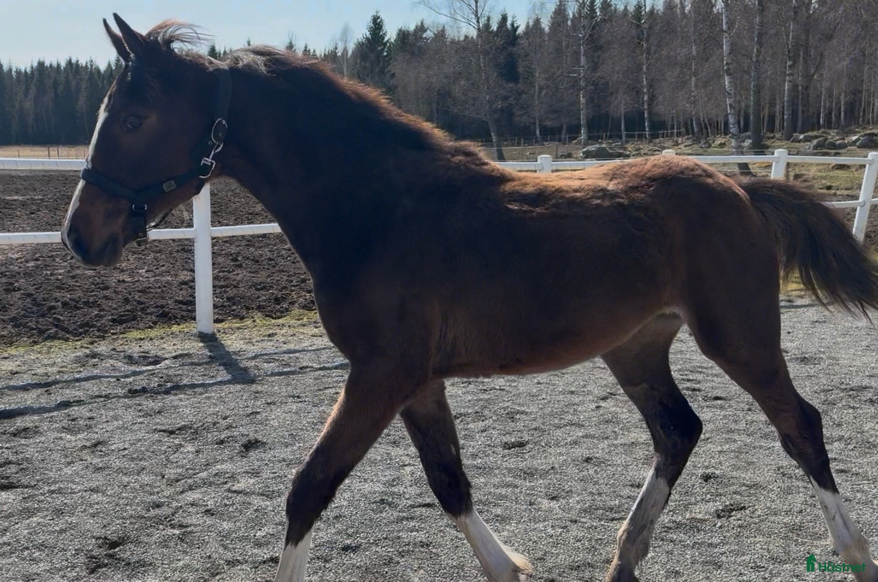  hästar Lovande ungt hoppsto - Annons 2