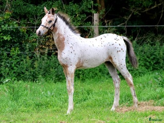 Allround hästar till salu: Knabstrupper hoppeføl i Møldrup - Annons 1