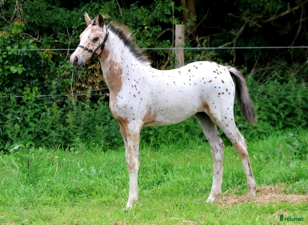 Allround hästar till salu: Knabstrupper hoppeføl  i Møldrup - Annons 1