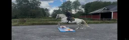 Allround hästar till salu: Drömponnyn  - Annons 11