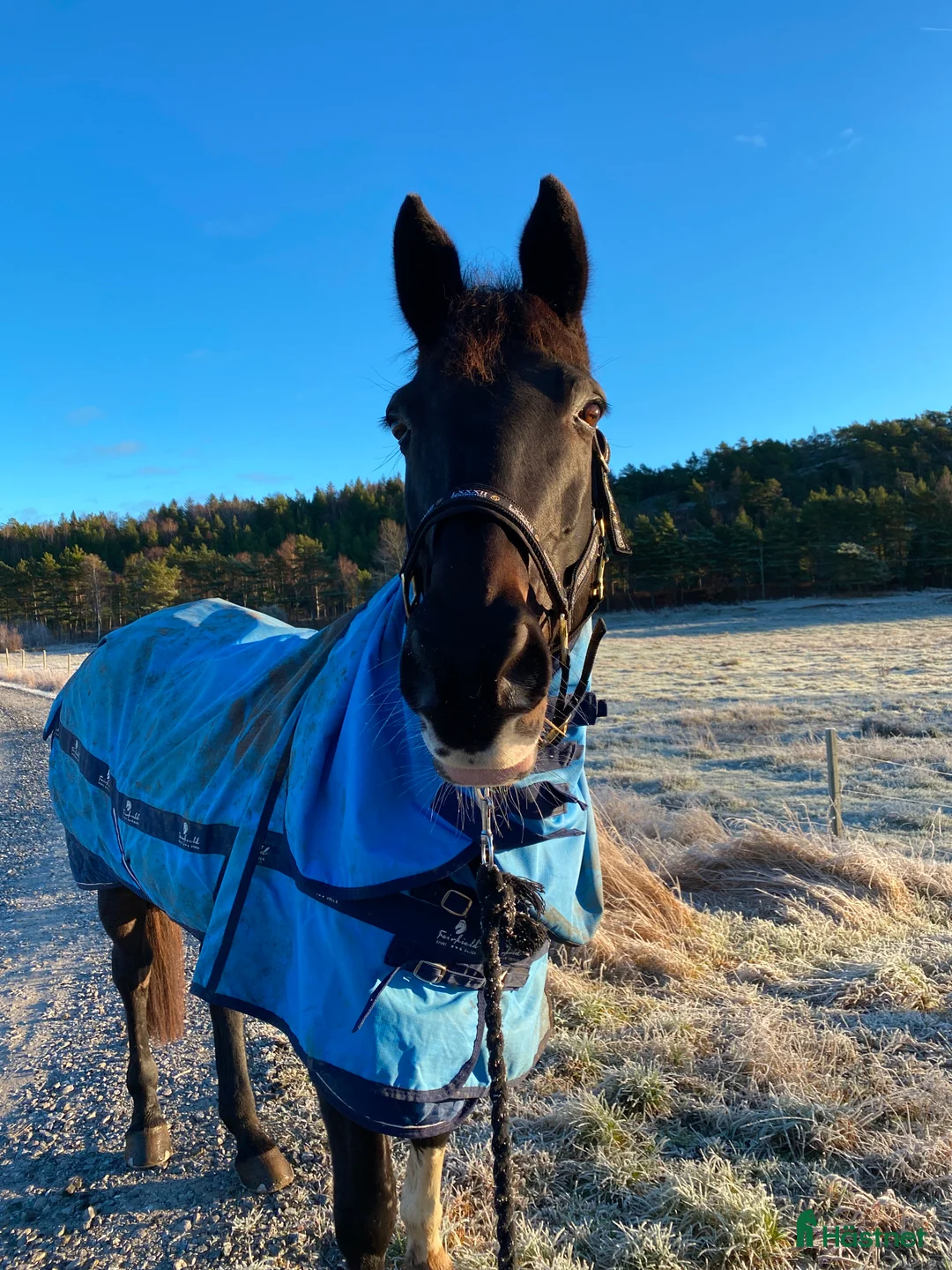 Allround hästar till salu: Aveslto/läromästare/sällskap  i Göteborg - Annons 2