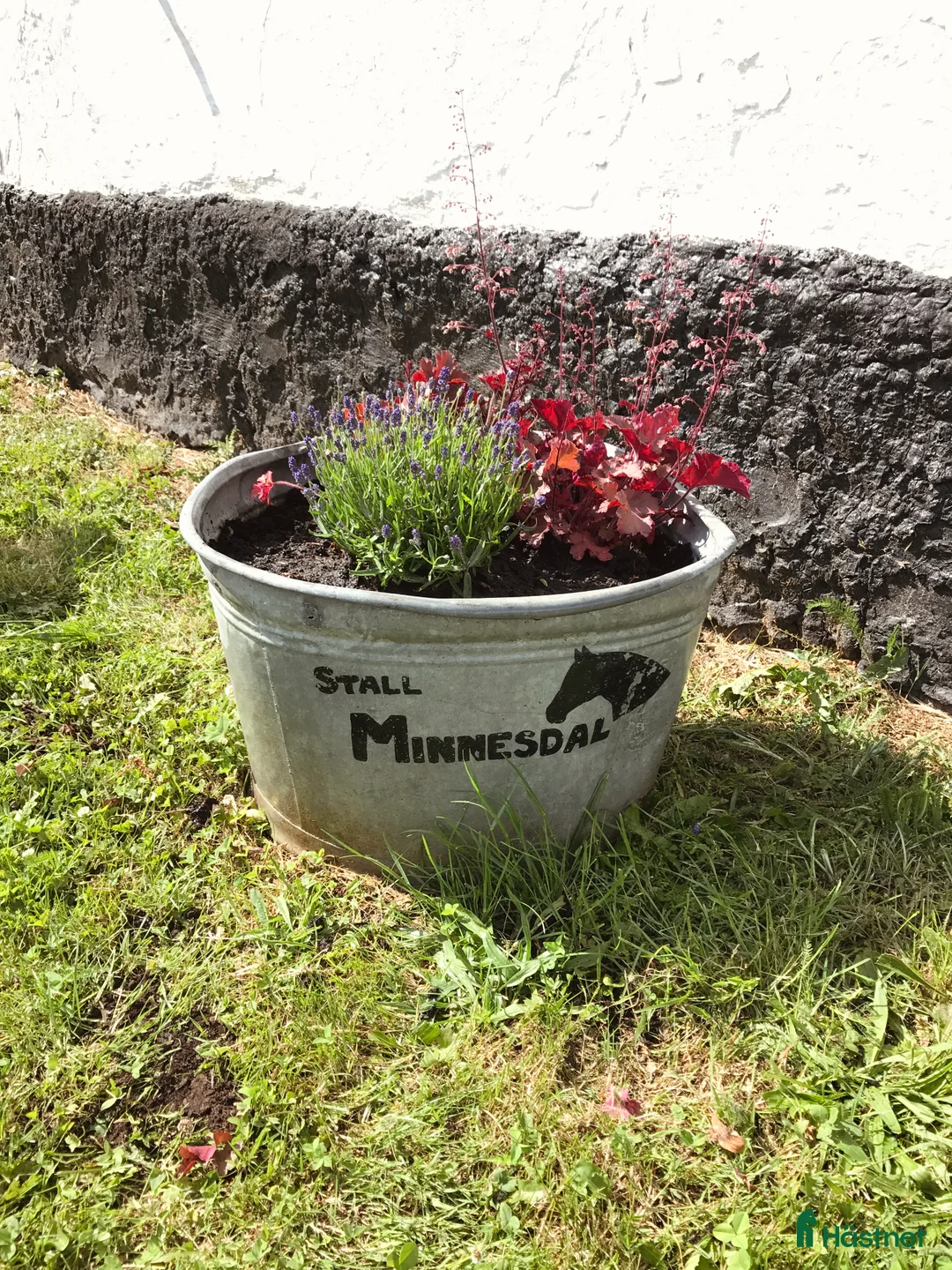  stallplats finnes: Vi har tre boxplatser lediga from 1 mars😊 i Vellinge - Annons 7