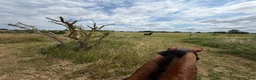  stallplats finnes: Halvservice-lösdrift för aktiv ryttare - Annons 2