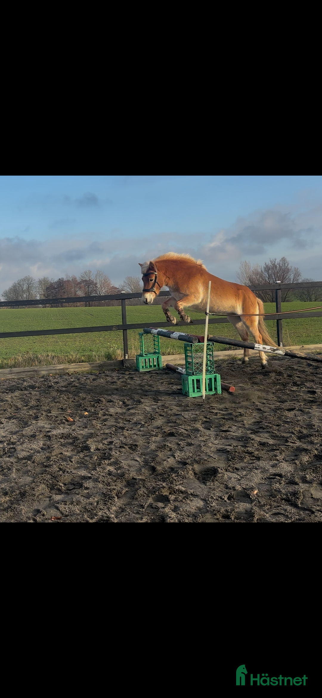 Allround hästar till salu: Trevlig ponny  i Skurup - Annons 2