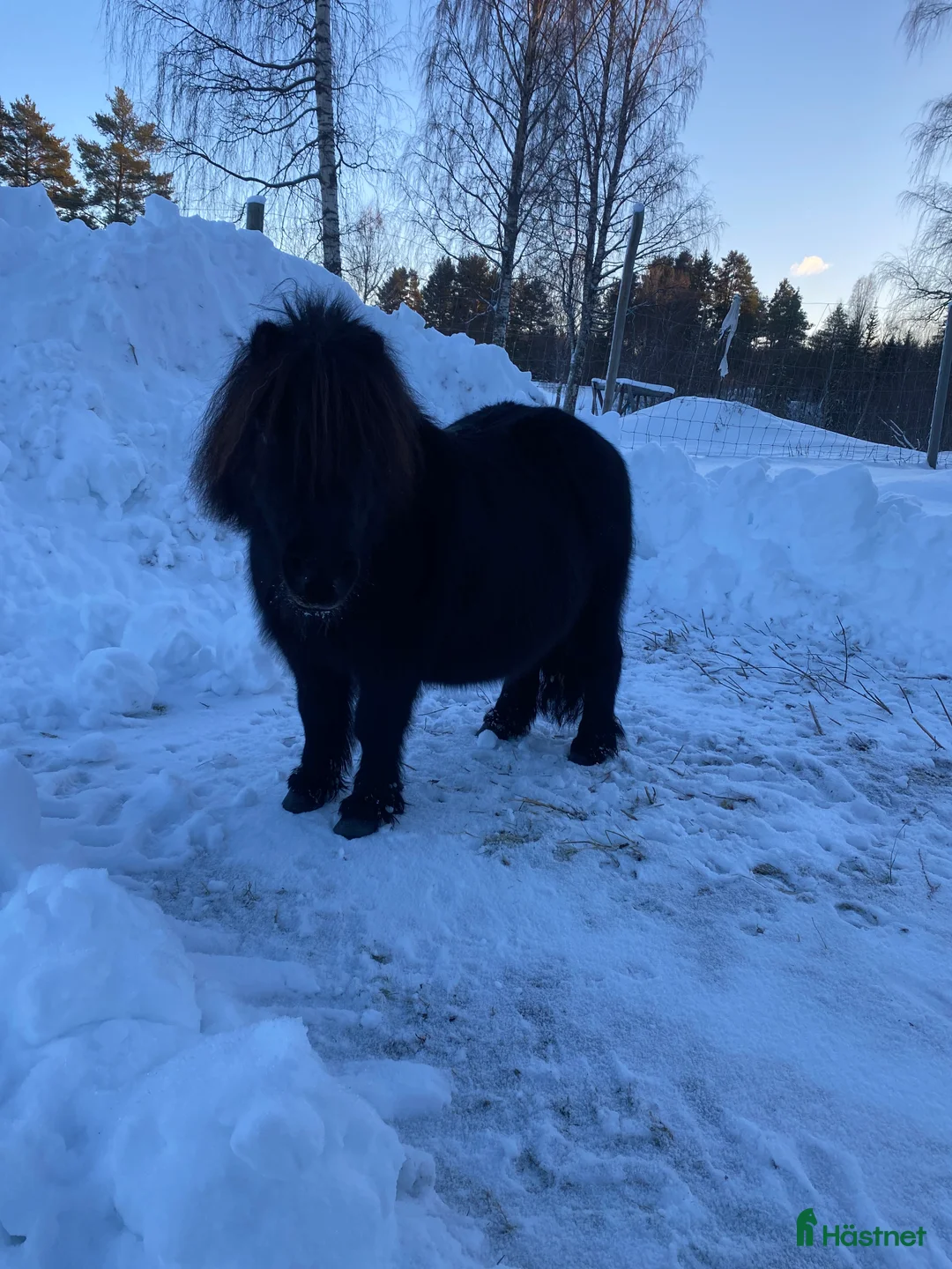 Övrigt hästar till salu: !!intresse koll!! i Mora - Annons 1