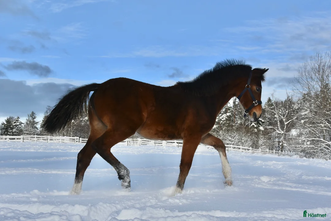 Dressyr hästar till salu: Vackert ungsto för dressyr i Partille - Annons 10