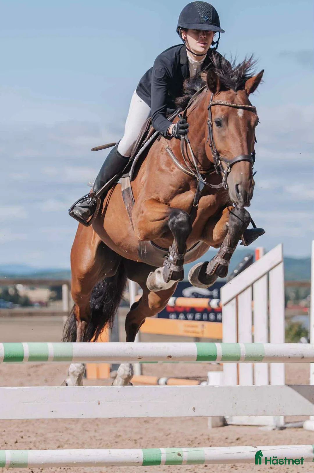 Hoppning hästar till salu: Rolig häst med kapacitet i alla grenar! i Kil - Annons 1