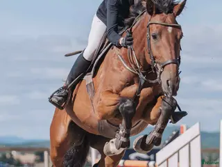 hästar Rolig häst med kapacitet i alla grenar! i Kil - Annons 2