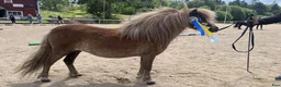 Övrigt hästar till salu: shetlands ponnyer - Annons 1