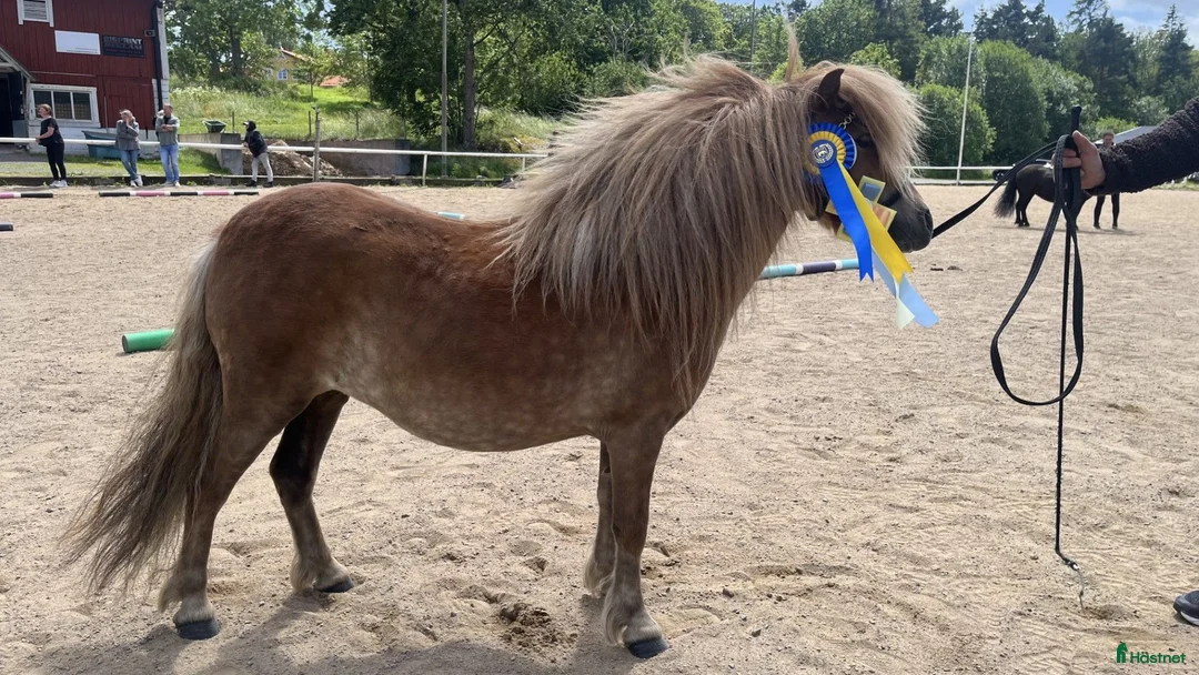 Övrigt hästar till salu: shetlands ponnyer - Annons 1