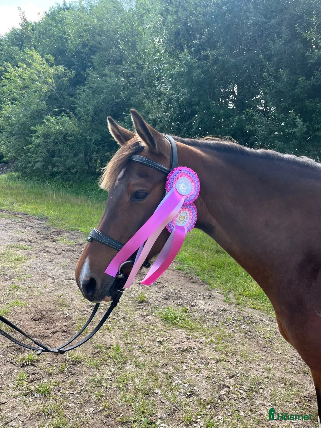 Allround hästar till salu: Drömponnyn Trixie - Annons 2