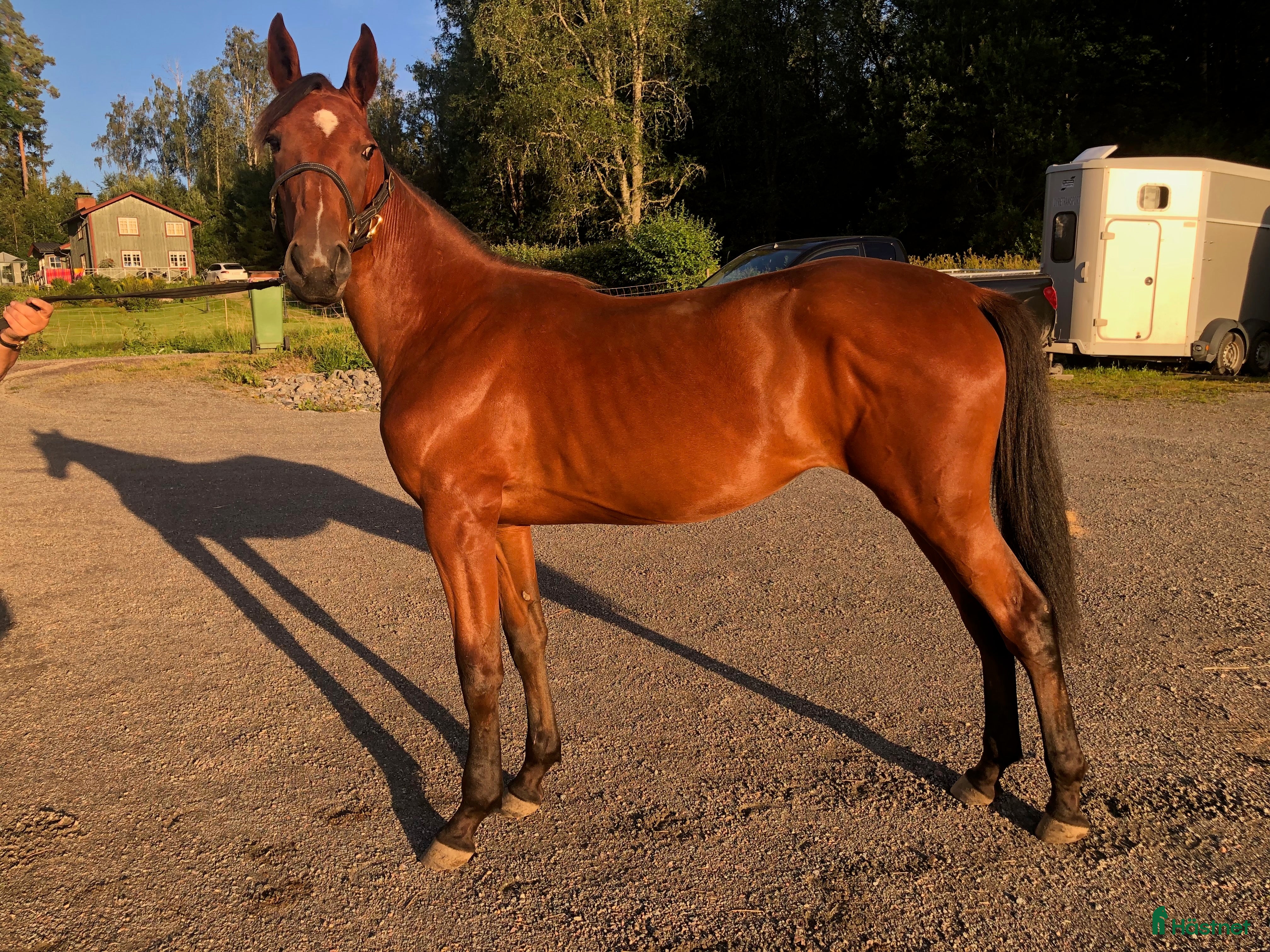  hästar Flott 2-Års sto i Årjäng - Annons 13