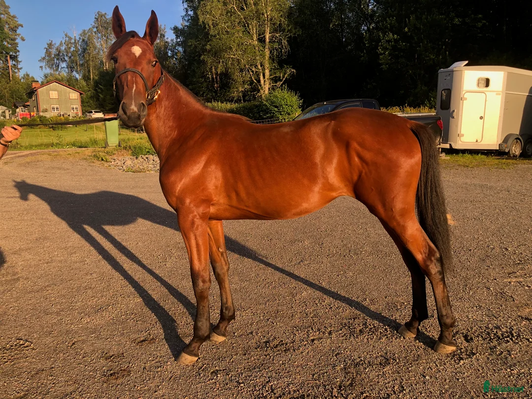 Trav hästar till salu: Flott 2-Års sto i Årjäng - Annons 1