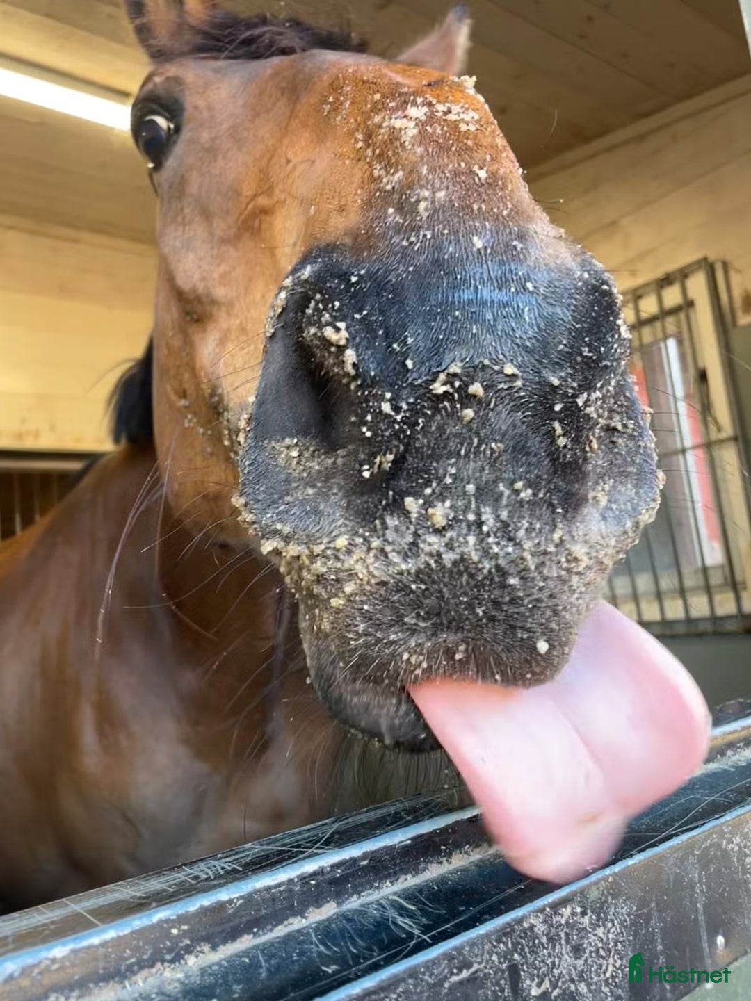 Hoppning hästar till salu: Snill spranghest med stor kapasitet i Nittedal - Annons 17