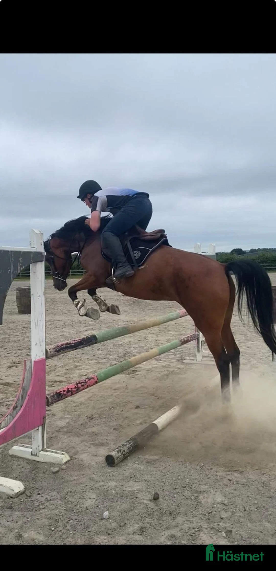 Hoppning hästar till salu: Lady Numero Uno i Ljungby - Annons 2