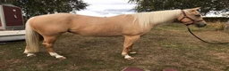 Western hästar till salu: Quartersto med toppstam inom Kosseklasser - Annons 7
