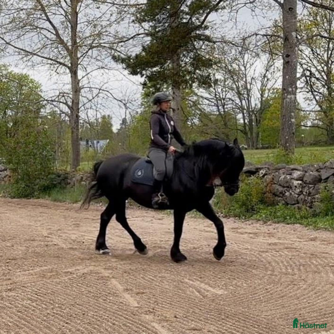 Allround hästar till salu: Kallblod söker fodervärd - Annons 5