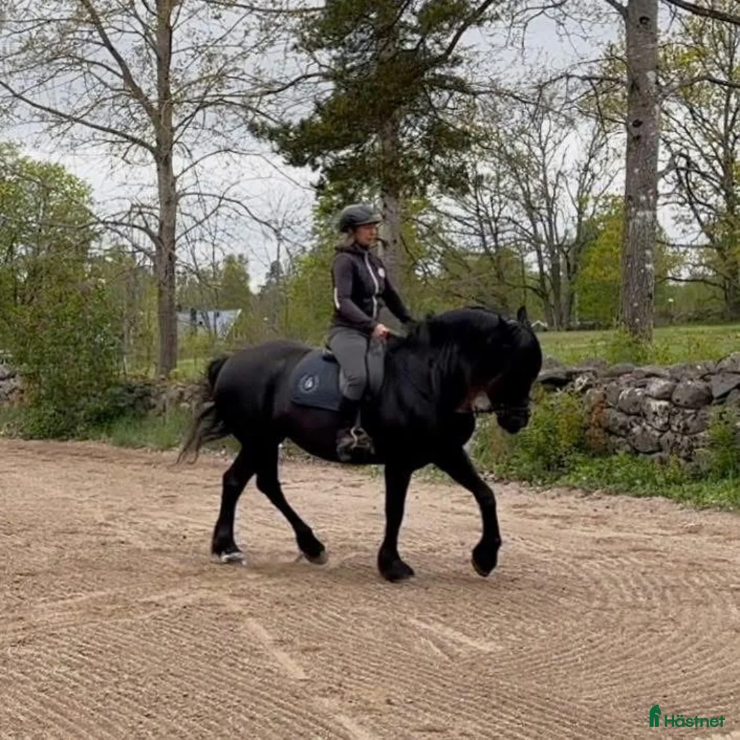 Allround hästar till salu: Kallblod söker fodervärd i Göteborg - Annons 5