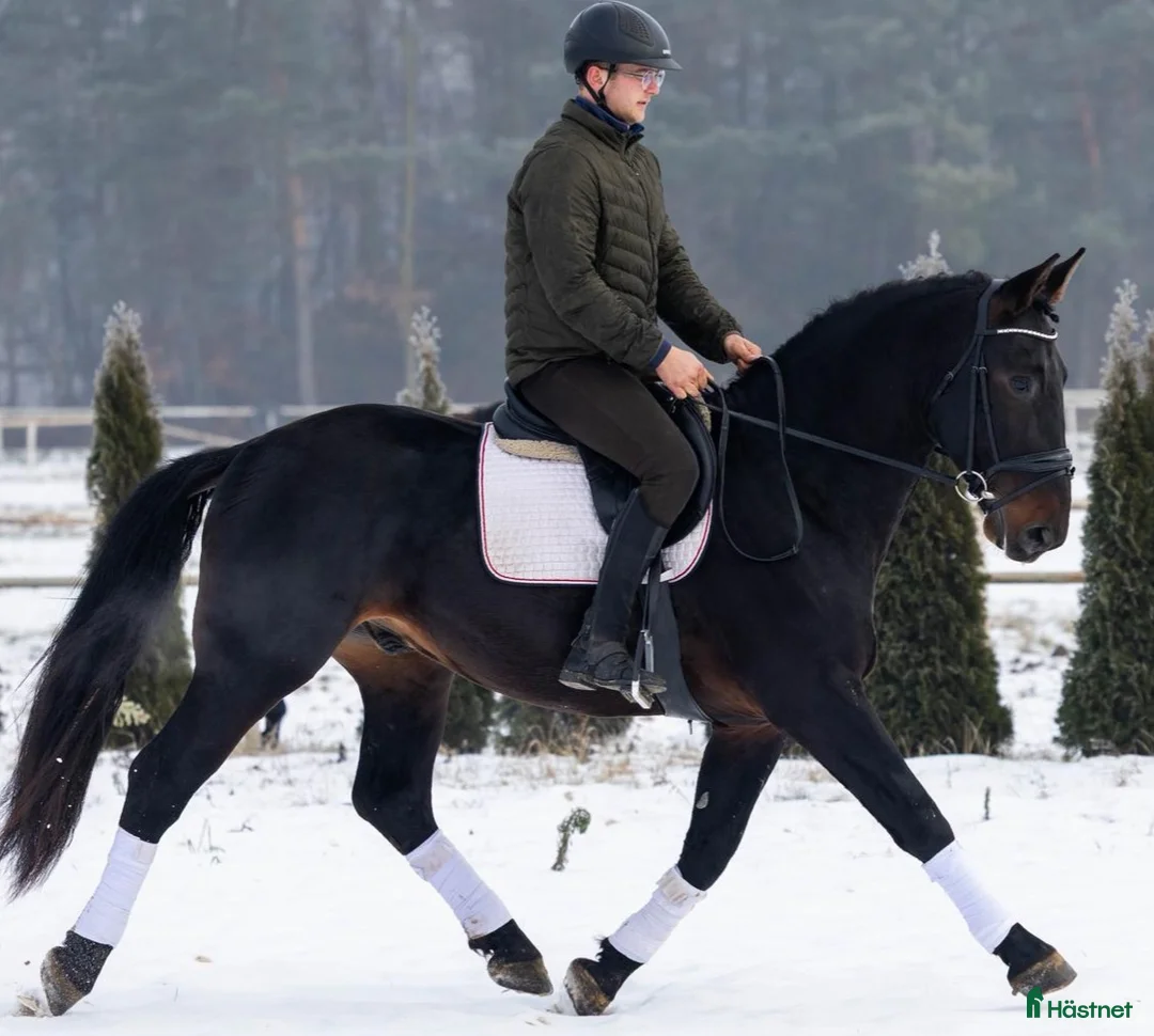 Allround hästar till salu: Exceptional Silesian - Quality & Top Potential  - Annons 7