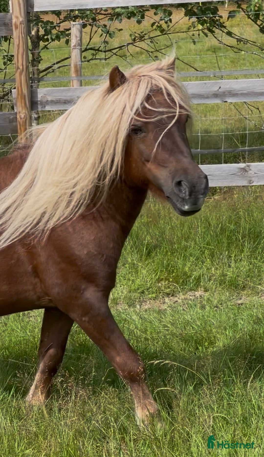 Övrigt hästar till salu: Vacker och söt Billy letar efter hästvan 5*hem i Bograngen - Annons 1