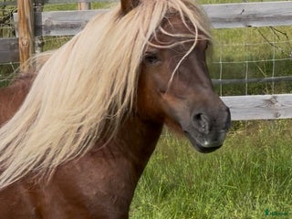 hästar Vacker och söt Billy letar efter hästvan 5*hem i Bograngen - Annons 10