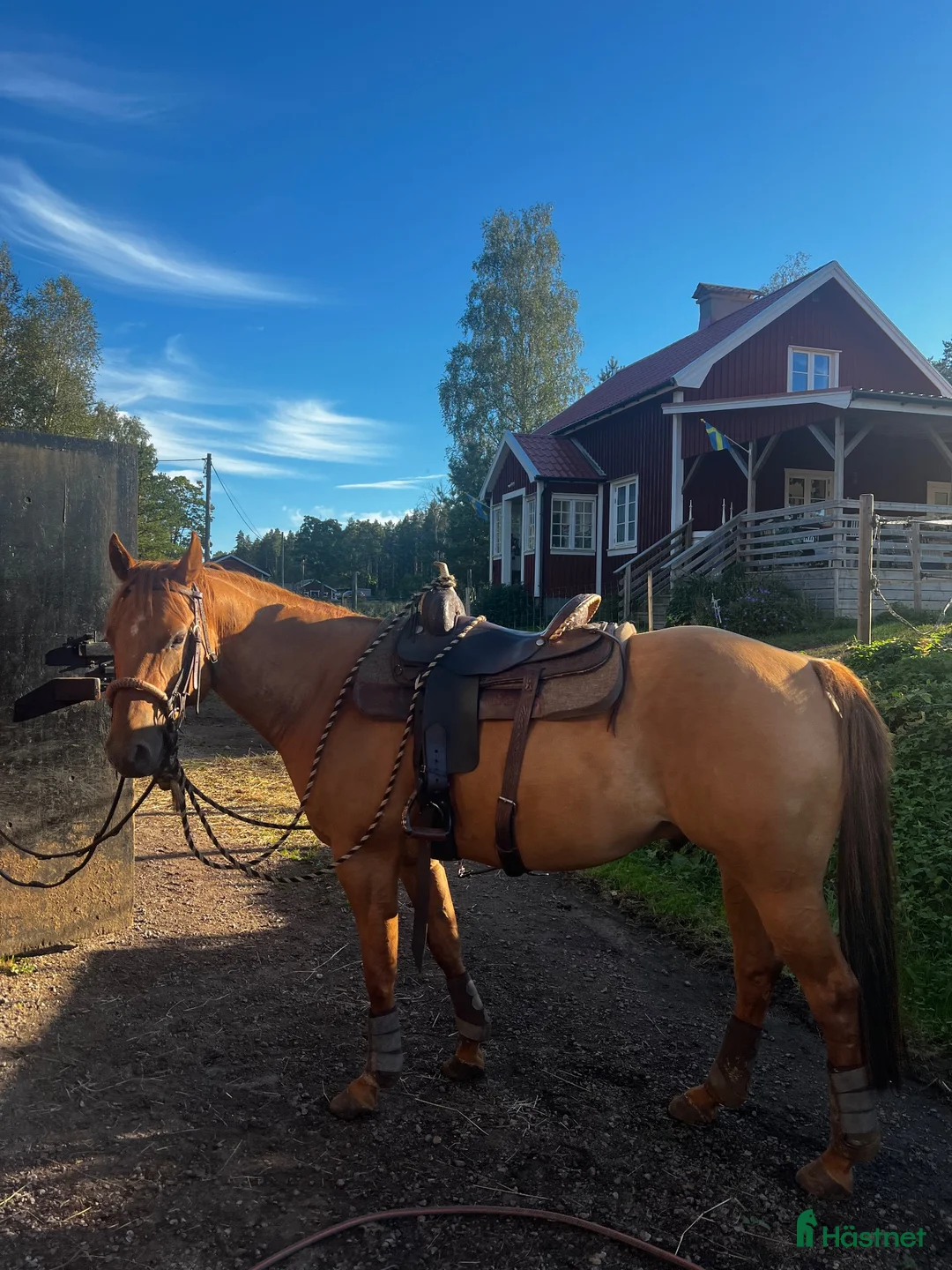 Western hästar till salu: Snäll bästa kompis att ha roligt med  - Annons 5