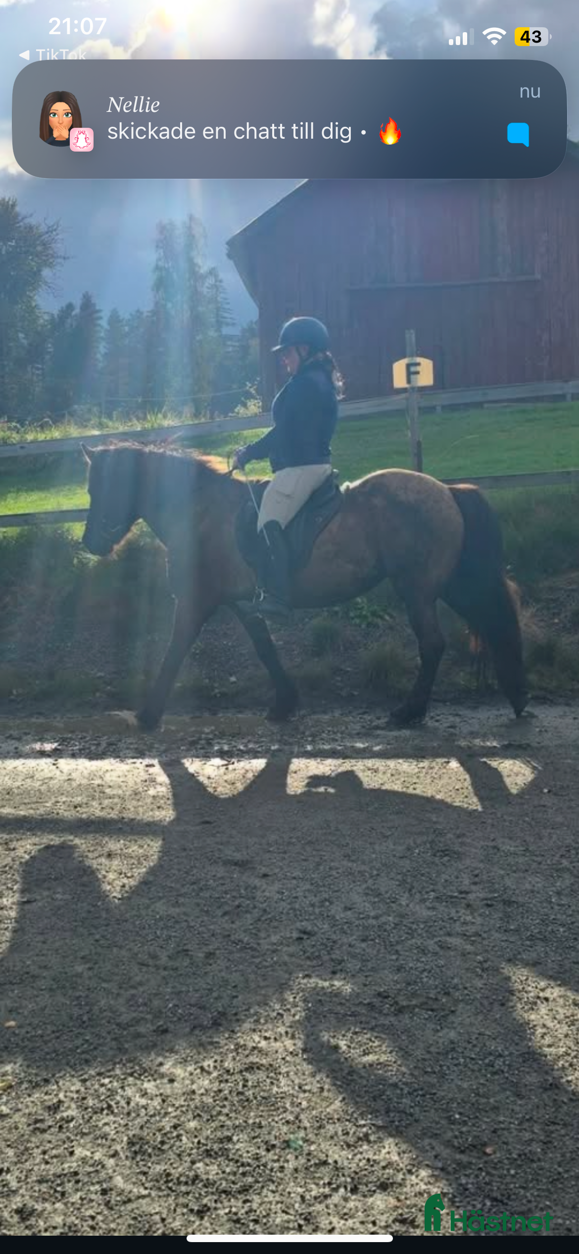  hästar Söker islandshäst marks kommun - Annons 2