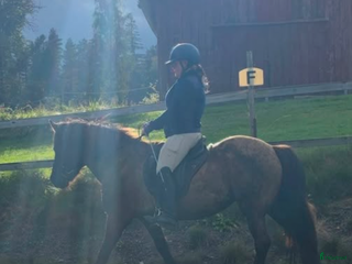 hästar Söker islandshäst marks kommun i Sätila - Annons 9