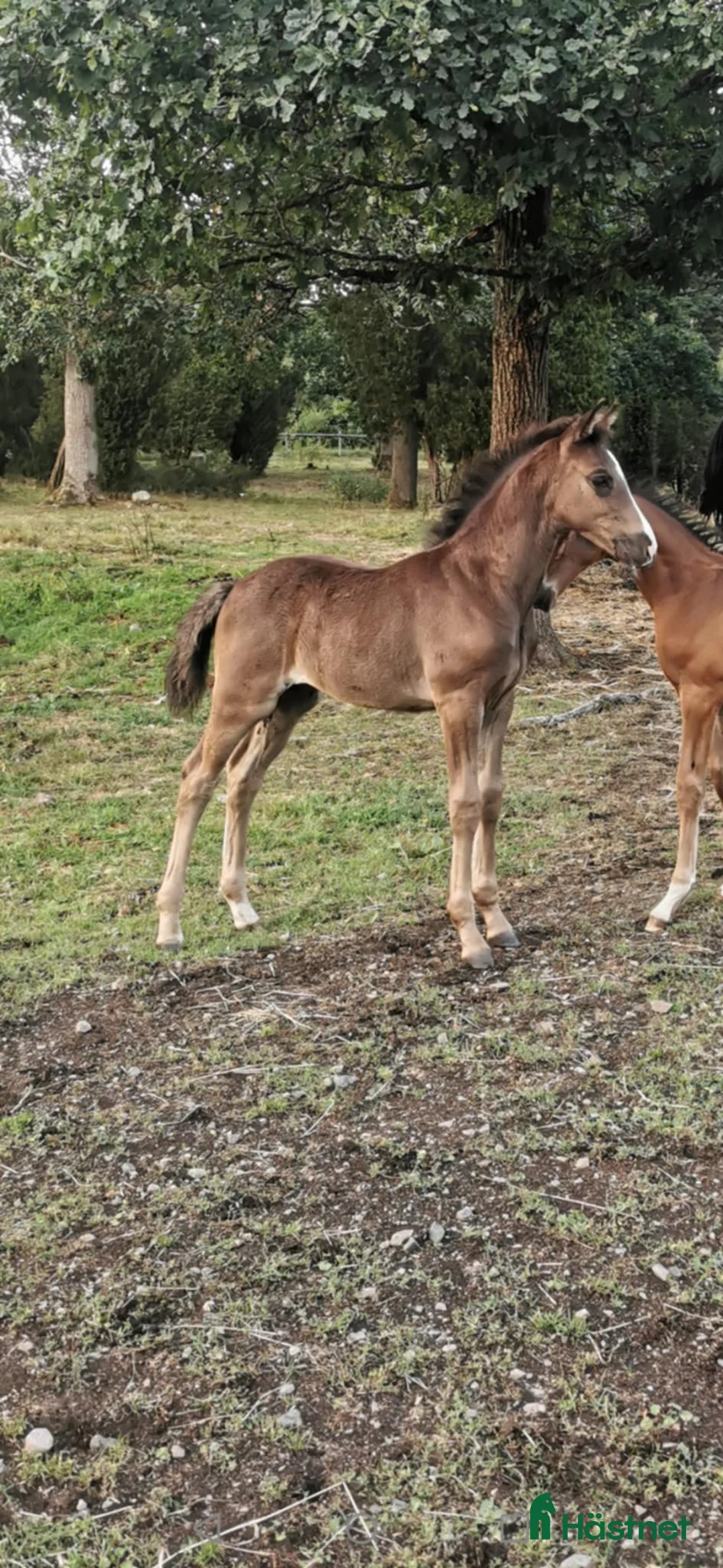 Allround hästar till salu: Gulsvart hingst -24 - Annons 3