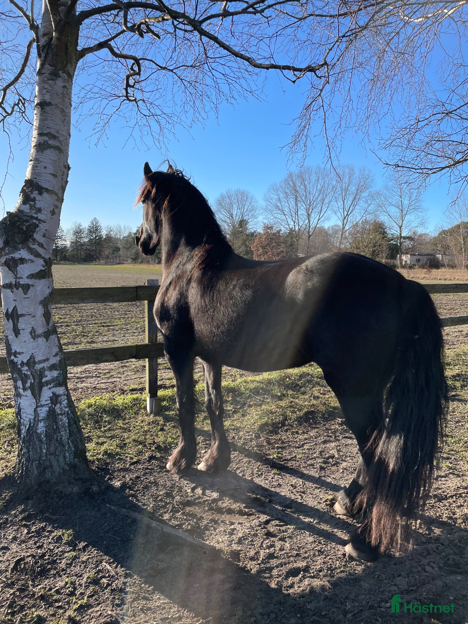  hästar Älskar människor.  - Annons 14