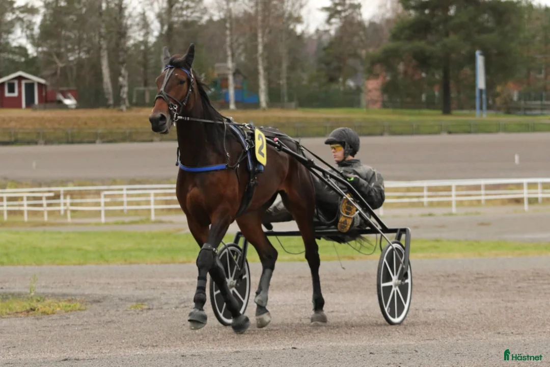 Trav hästar till salu: Stor fin travare - Annons 3