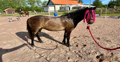  hästar i Ydre - Annons 3